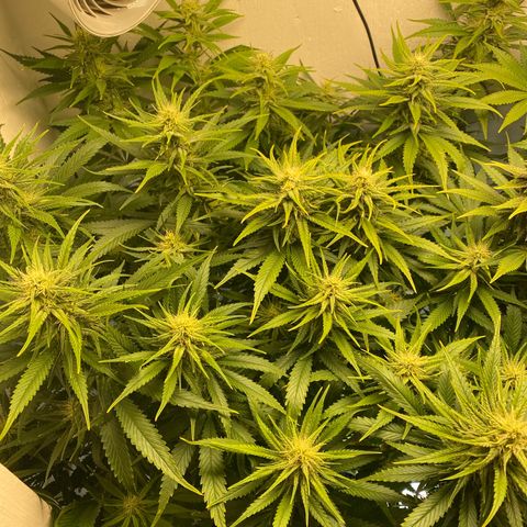Ultra Skunk growlog timeline photo