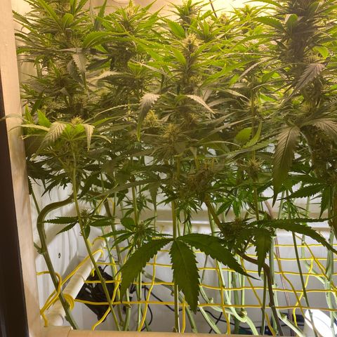Ultra Skunk growlog timeline photo