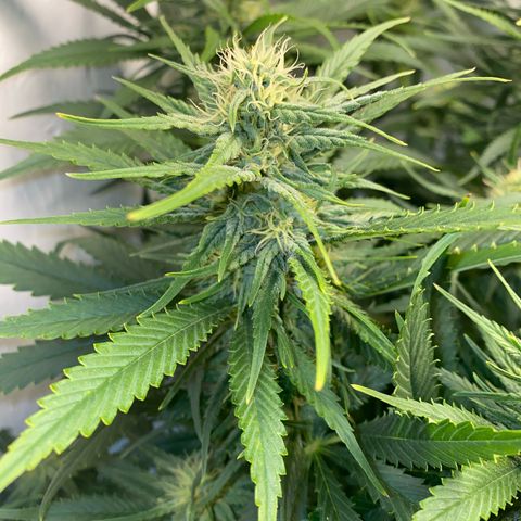 Ultra Skunk growlog timeline photo