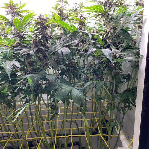 Ultra Purple growlog timeline photo