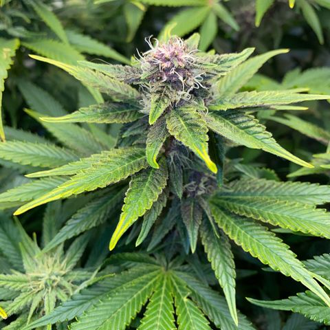 Ultra Purple growlog timeline photo