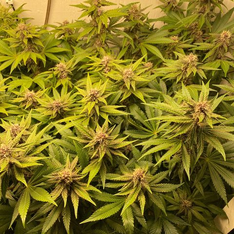 Ultra Purple growlog timeline photo