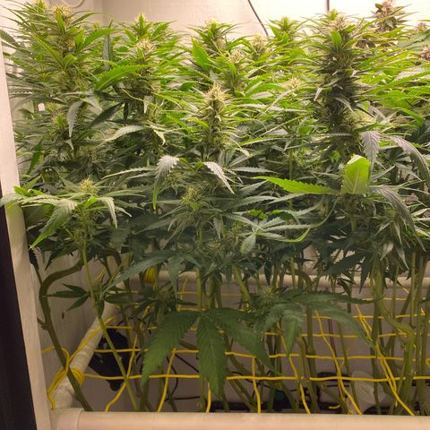 Ultra Skunk growlog timeline photo
