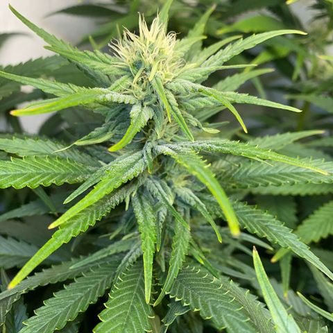 Ultra Skunk growlog timeline photo