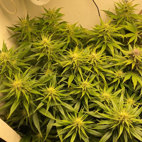Ultra Skunk growlog timeline photo