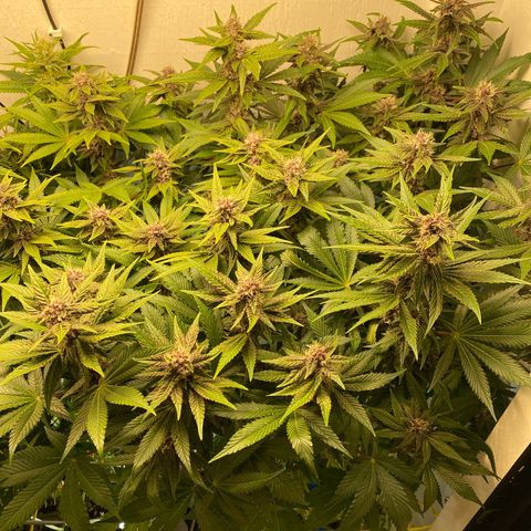 Ultra Purple growlog timeline photo