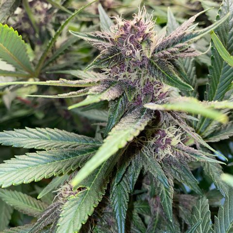 Ultra Purple growlog timeline photo