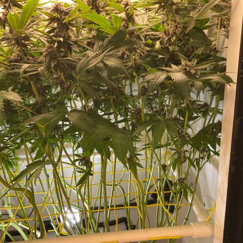Ultra Purple growlog timeline photo