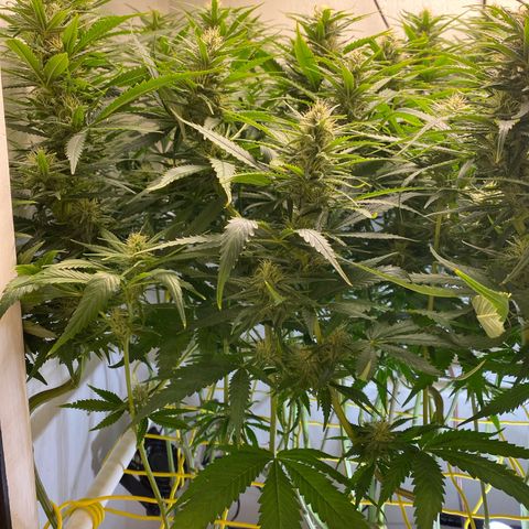 Ultra Skunk growlog timeline photo