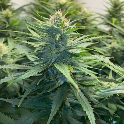 Ultra Skunk growlog timeline photo