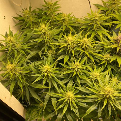 Ultra Skunk growlog timeline photo
