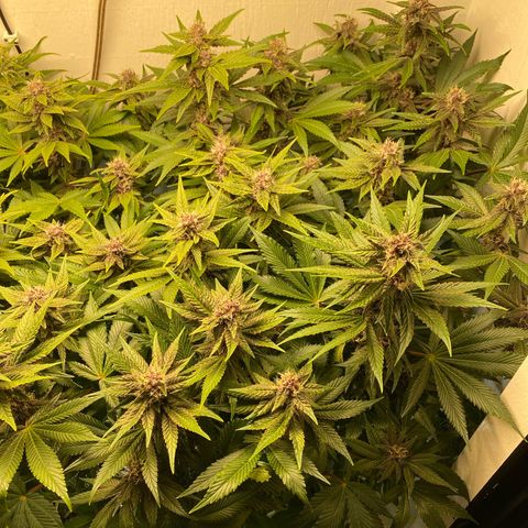 Ultra Purple growlog timeline photo