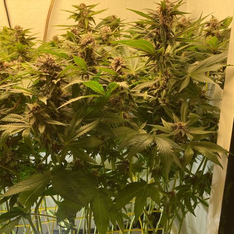 Ultra Purple growlog timeline photo