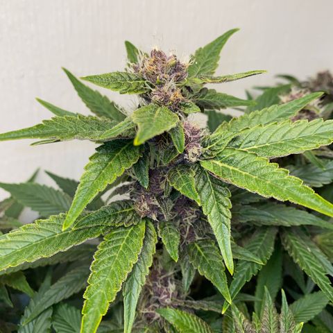 Ultra Purple growlog timeline photo