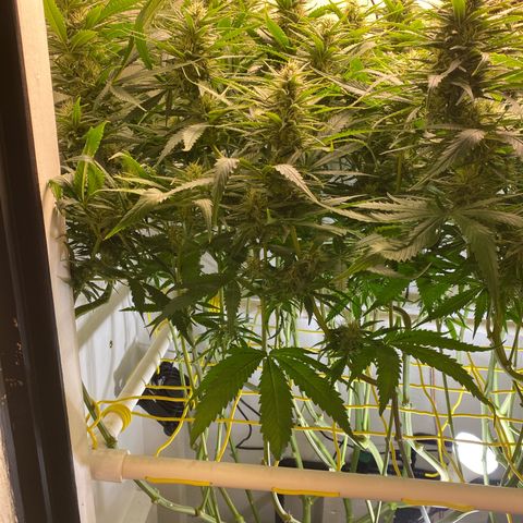 Ultra Skunk growlog timeline photo