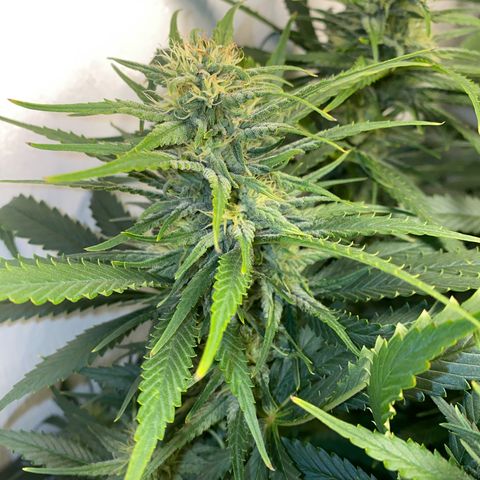 Ultra Skunk growlog timeline photo