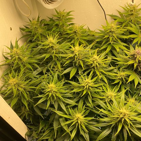 Ultra Skunk growlog timeline photo