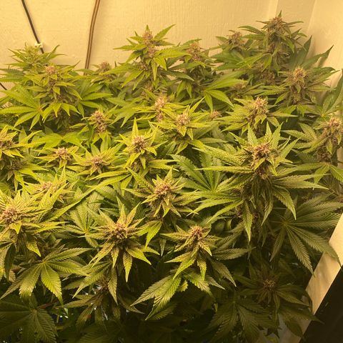 Ultra Purple growlog timeline photo