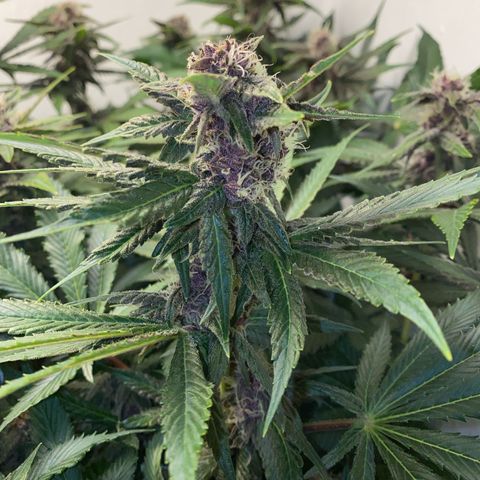 Ultra Purple growlog timeline photo