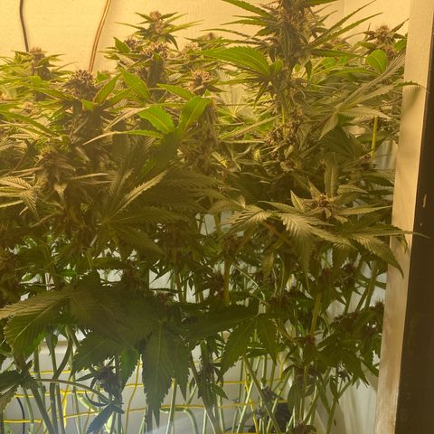Ultra Purple growlog timeline photo