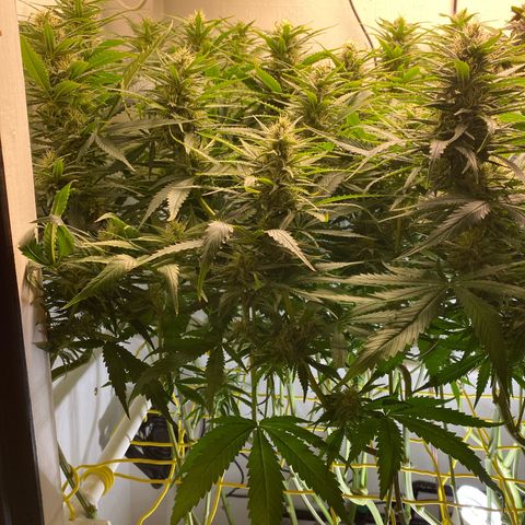 Ultra Skunk growlog timeline photo