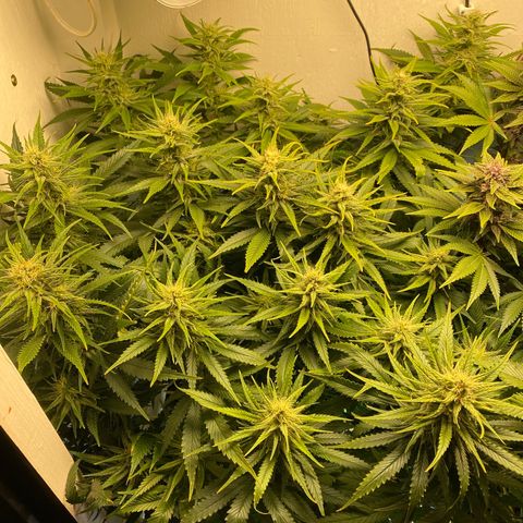 Ultra Skunk growlog timeline photo