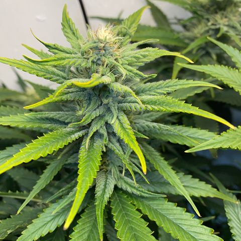 Ultra Skunk growlog timeline photo