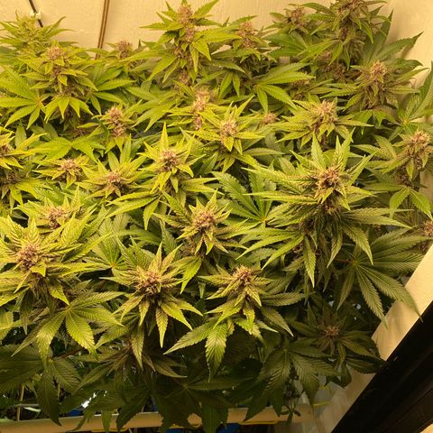 Ultra Purple growlog timeline photo