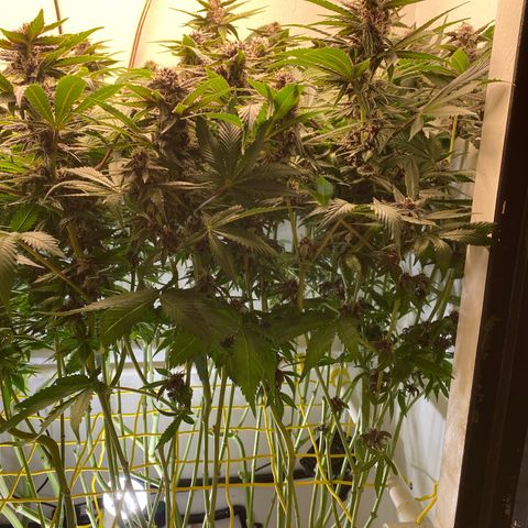 Ultra Purple growlog timeline photo