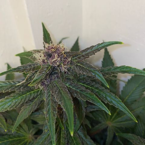 Ultra Purple growlog timeline photo
