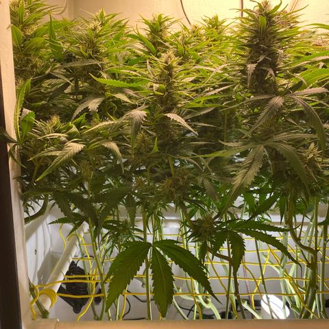 Ultra Skunk growlog timeline photo