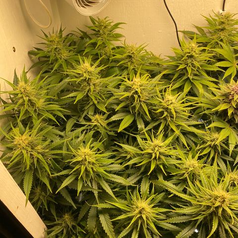 Ultra Skunk growlog timeline photo