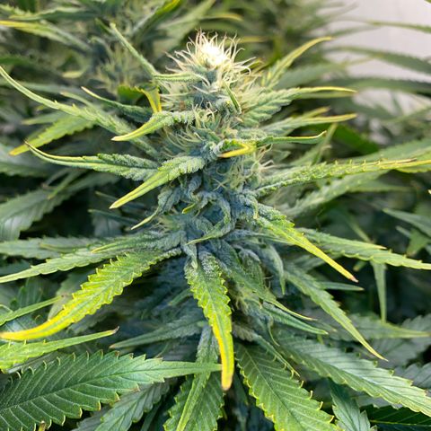 Ultra Skunk growlog timeline photo