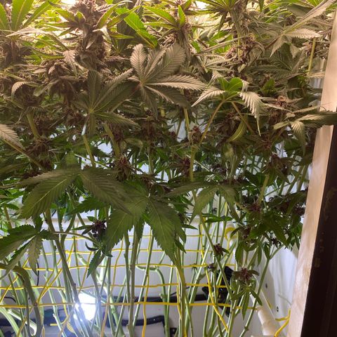 Ultra Purple growlog timeline photo