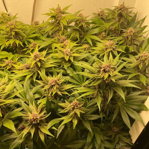 Ultra Purple growlog timeline photo