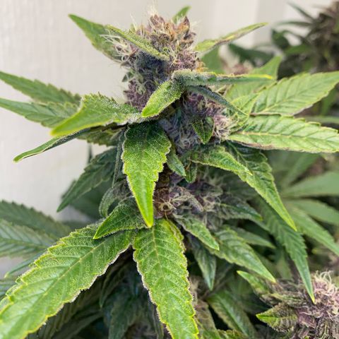 Ultra Purple growlog timeline photo