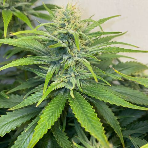 Ultra Skunk growlog timeline photo