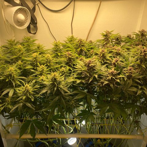 Ultra Skunk growlog timeline photo