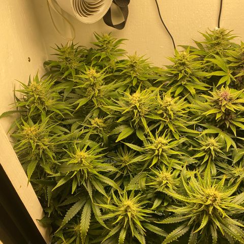 Ultra Skunk growlog timeline photo