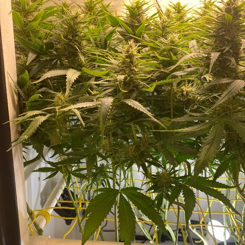 Ultra Skunk growlog timeline photo