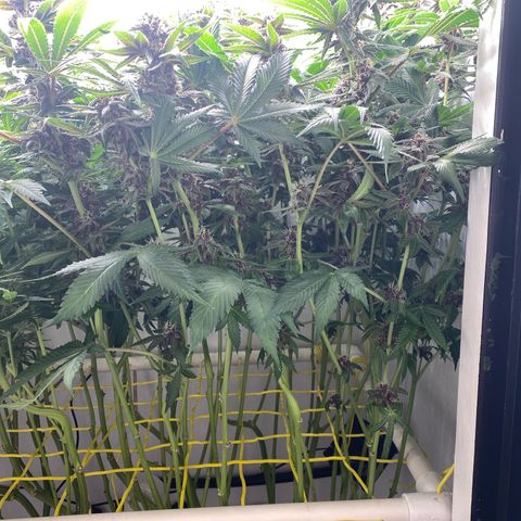 Ultra Purple growlog timeline photo