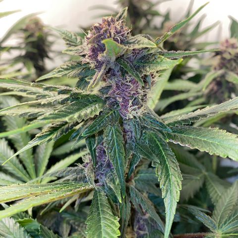 Ultra Purple growlog timeline photo