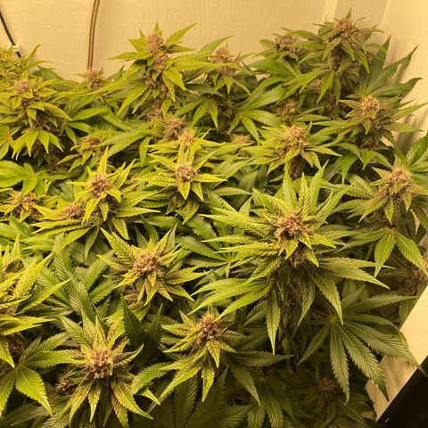Ultra Purple growlog timeline photo