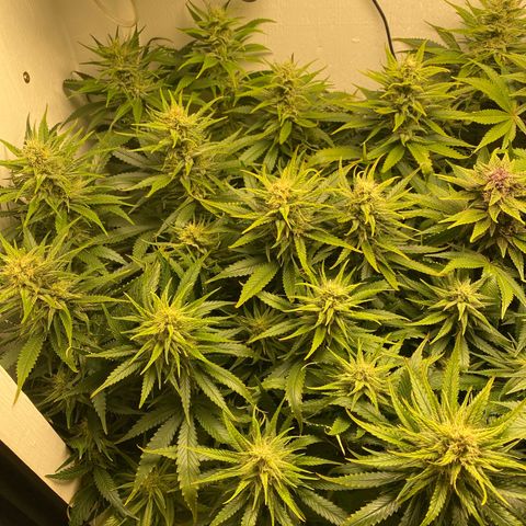 Ultra Skunk growlog timeline photo
