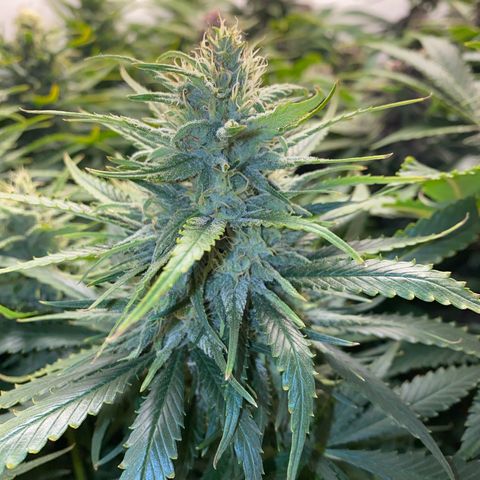 Ultra Skunk growlog timeline photo