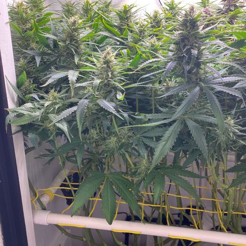 Ultra Skunk growlog timeline photo