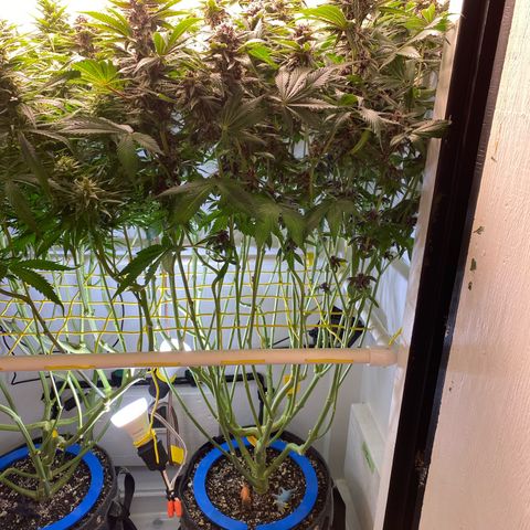 Ultra Purple growlog timeline photo