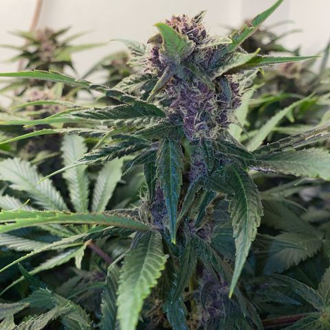 Ultra Purple growlog timeline photo