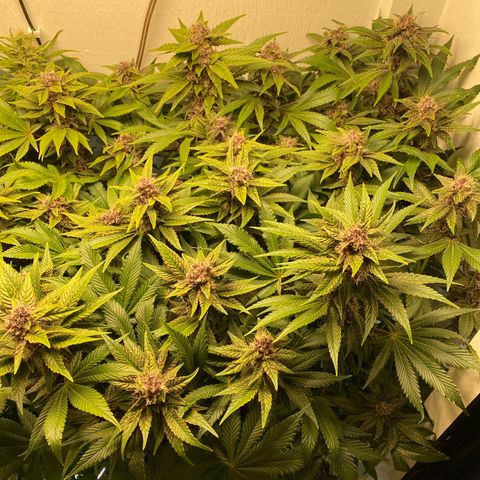 Ultra Purple growlog timeline photo