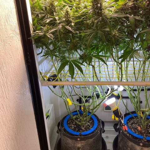 Ultra Skunk growlog timeline photo